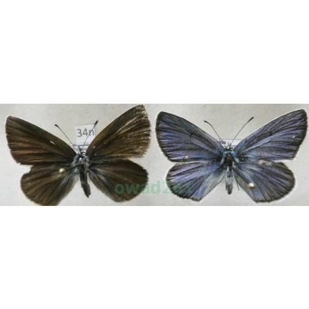 Cyaniris semiargus (Rottemburg, 1775) pair Modraszek semiargus Poland34n